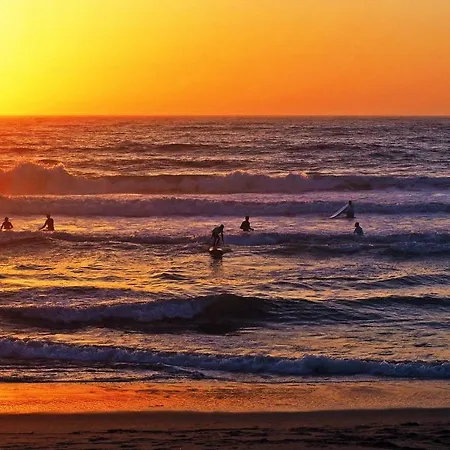 Louro サンタ・クルーズ